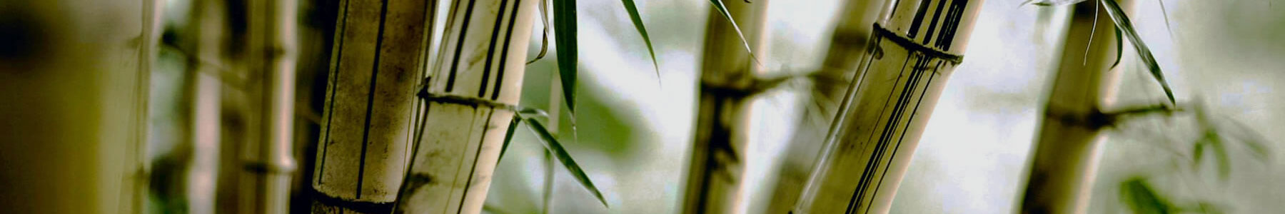 TOP BANNER 2