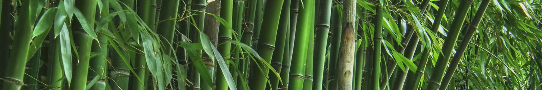 TOP BANNER 4